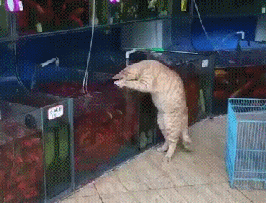 Кот ловит рыбу