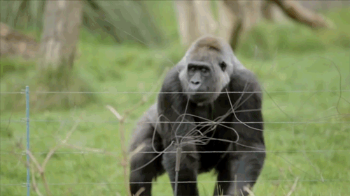 gorilla_kidaet_govno