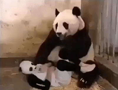 Реакция панды