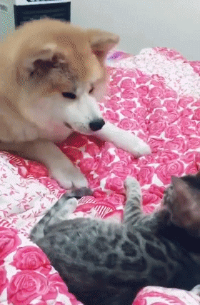 от кота