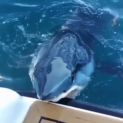 Не съедобно