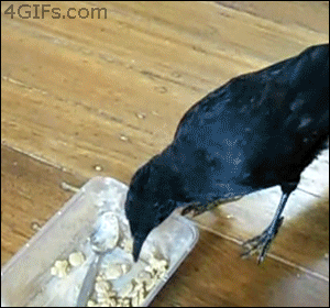 Smart-crow-feeds-cat-and-dog