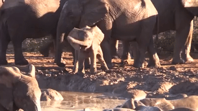 Весёлый слоник