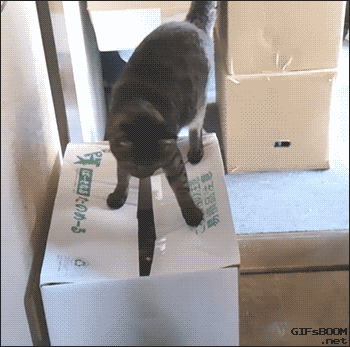 Кот на коробке