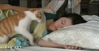 Кошка нежно будит