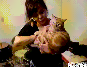 cat
