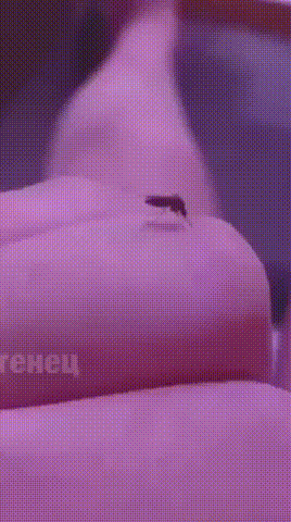mosquito