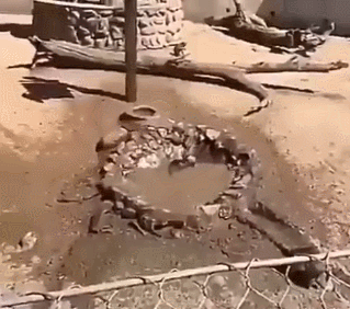 monkey in the pool