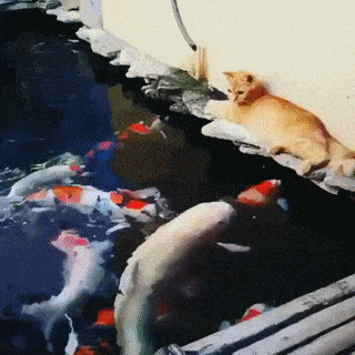gifs_09f