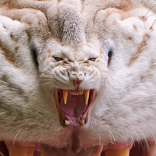 tumblr_ooxa1fMOFx1txeruoo2_r1_500