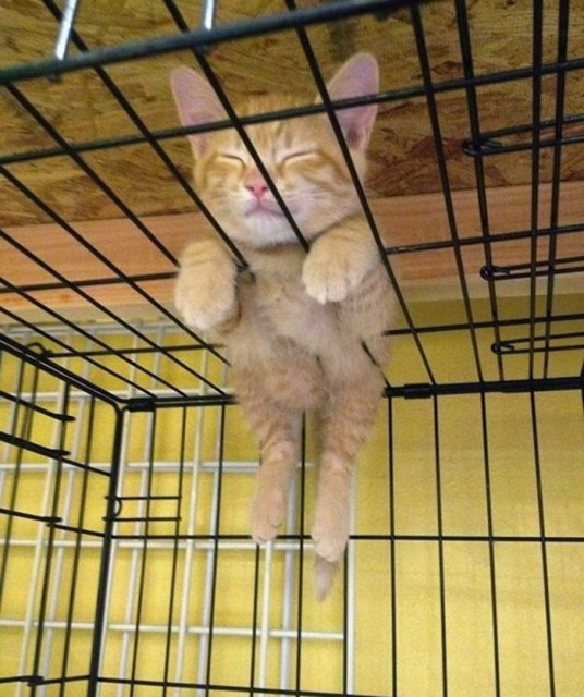 sleeping-cats-173-57d1258db8c8c__605_thumb
