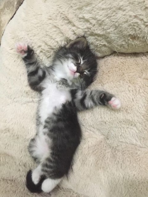 b6d48155b6ab5f030216d675b6a02198--funny-animals-adorable-animals