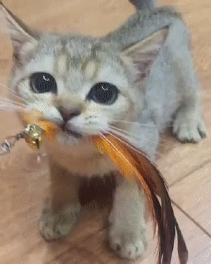 добыча котейки, кушать то нада..