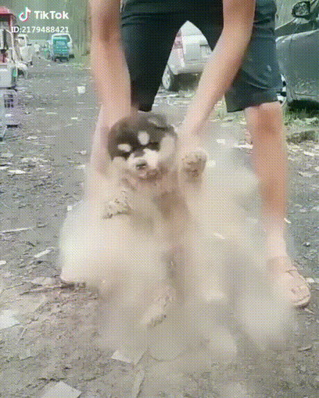 -щенок-пыль-4642854