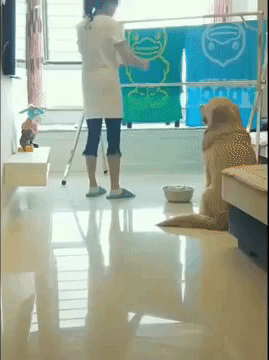 лабрадор