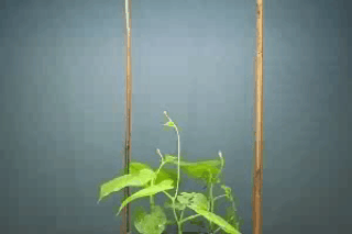 Ever wondered how vines find what to climb - Imgur