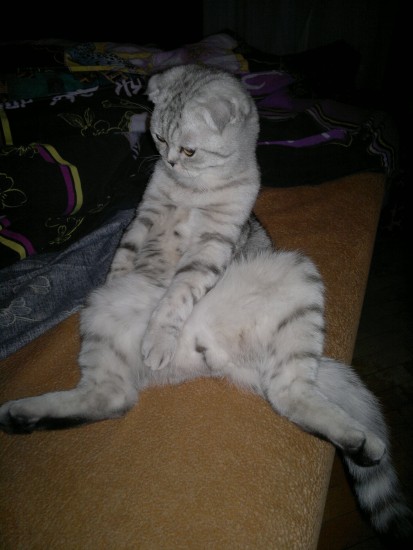 кот