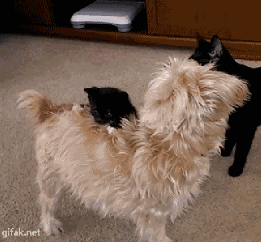 4 - WTDFE9fASC6WLXCsa8ti_giphy.0