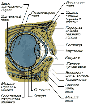глаз