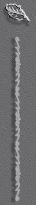 fon_4_2_arnusha