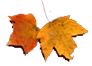 fon_4_2_arnusha