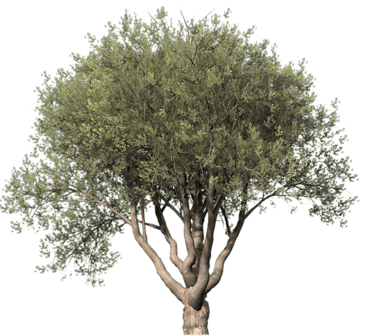 tree11