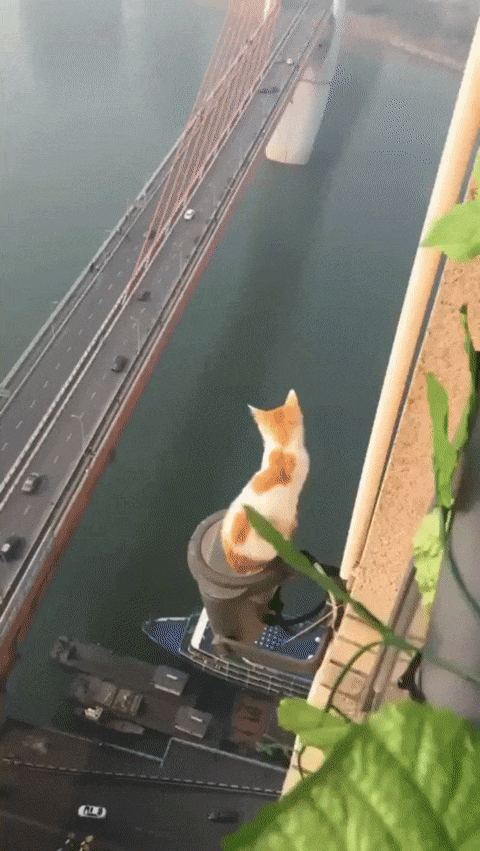 kote-gif