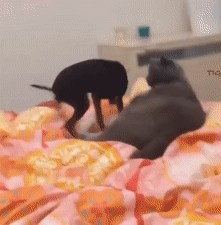 ezgif-5-b0335f29bf0c