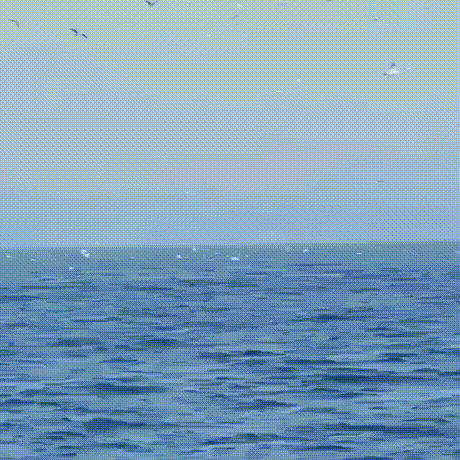 _и_тюлень