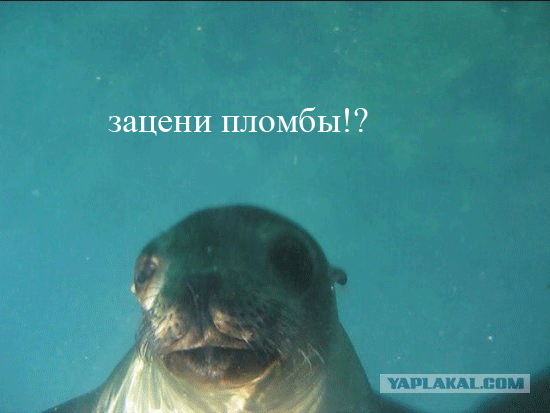 пломба