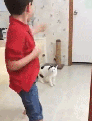 cat_ataka