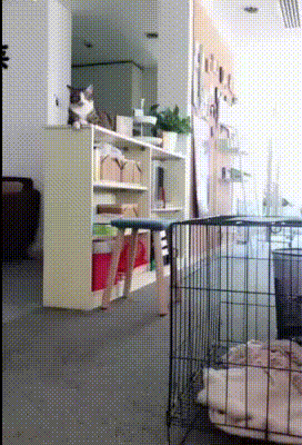 cat_podkralsa2