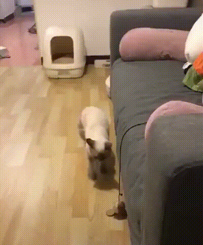 cat_zacep