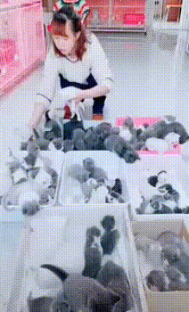 cats_boxes