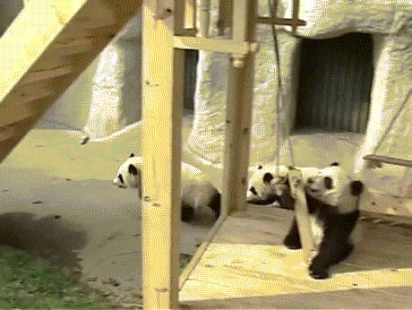 panda_gorka