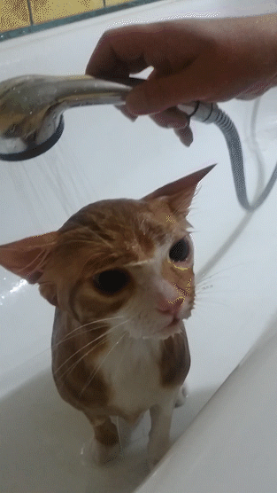 котодуш