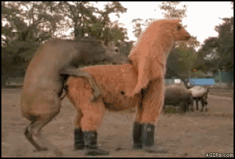 Elk_mounts_Llama_suit