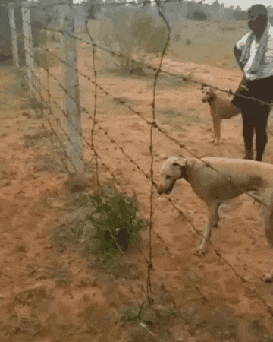 _dog_jump_koluchka