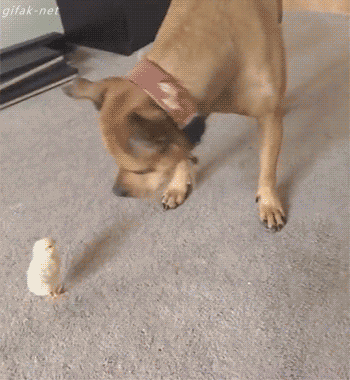 gifs_20