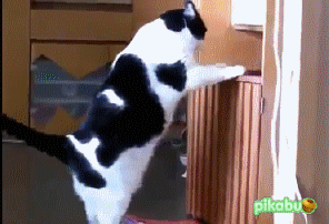 funny-cat-42