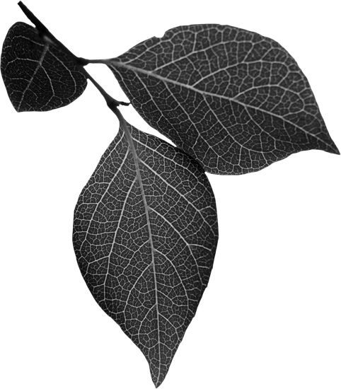 Grey leaves