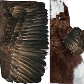 taube auf fleddermaus+2