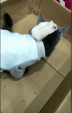 cat_hamster