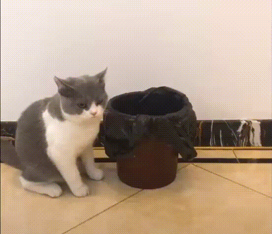 cat_vedro