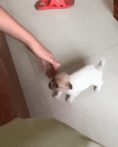 puppy