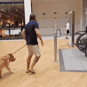 dog_eskalator