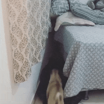 dog_zalez