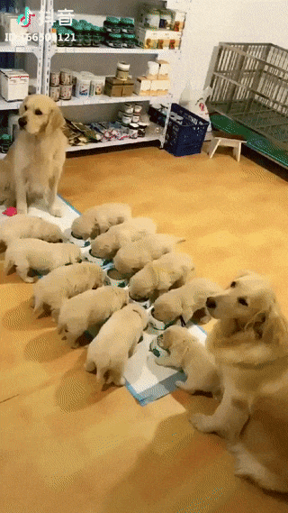 dogs