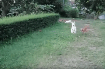 dogs2