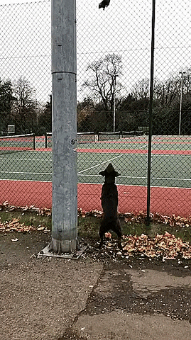 dogs_belka